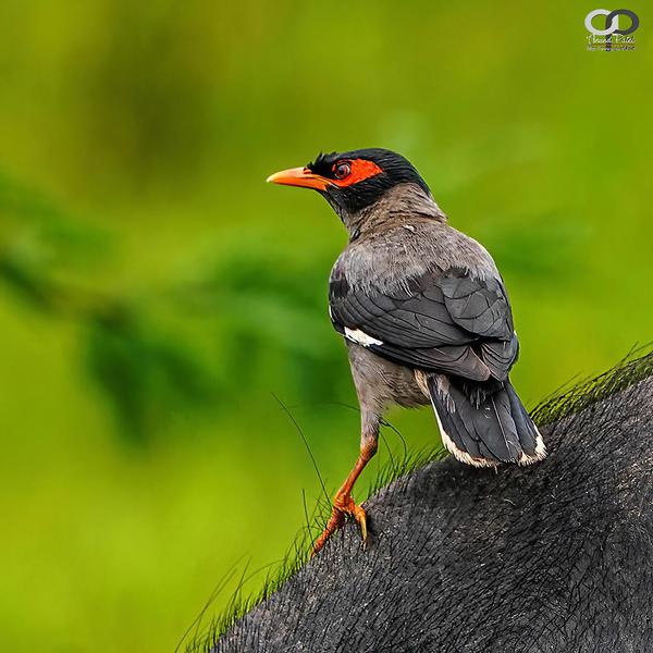 Image of Vertebrate, Bird, Beak, Acridotheres etc.