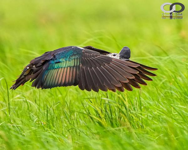 Image of Plant, Bird, Beak, Grass, Feather etc.