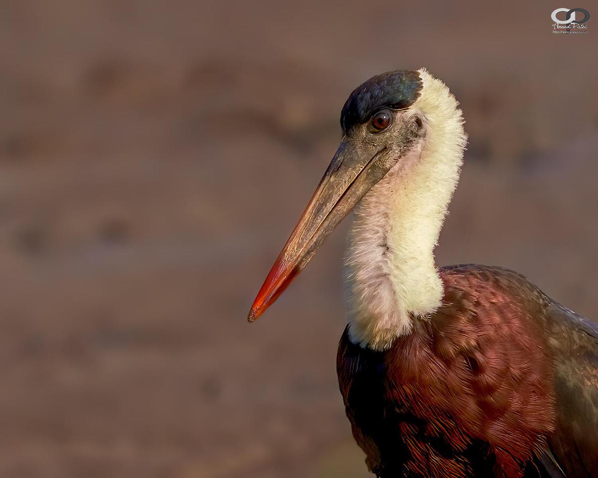 Image of Nature, Adaptation, Wildlife, Organism, Terrestrial animal, Bird etc.
