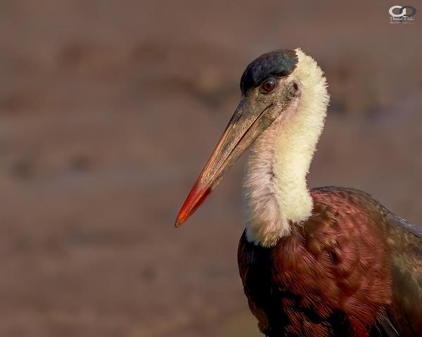 Image of Nature, Adaptation, Wildlife, Organism, Terrestrial animal, Bird etc.