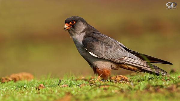 Image of Bird, Beak etc.