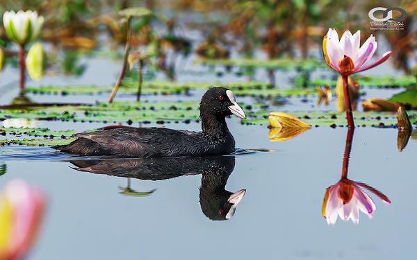 Image of Water, Organism, Plant, Flower, Bird, Beak etc.