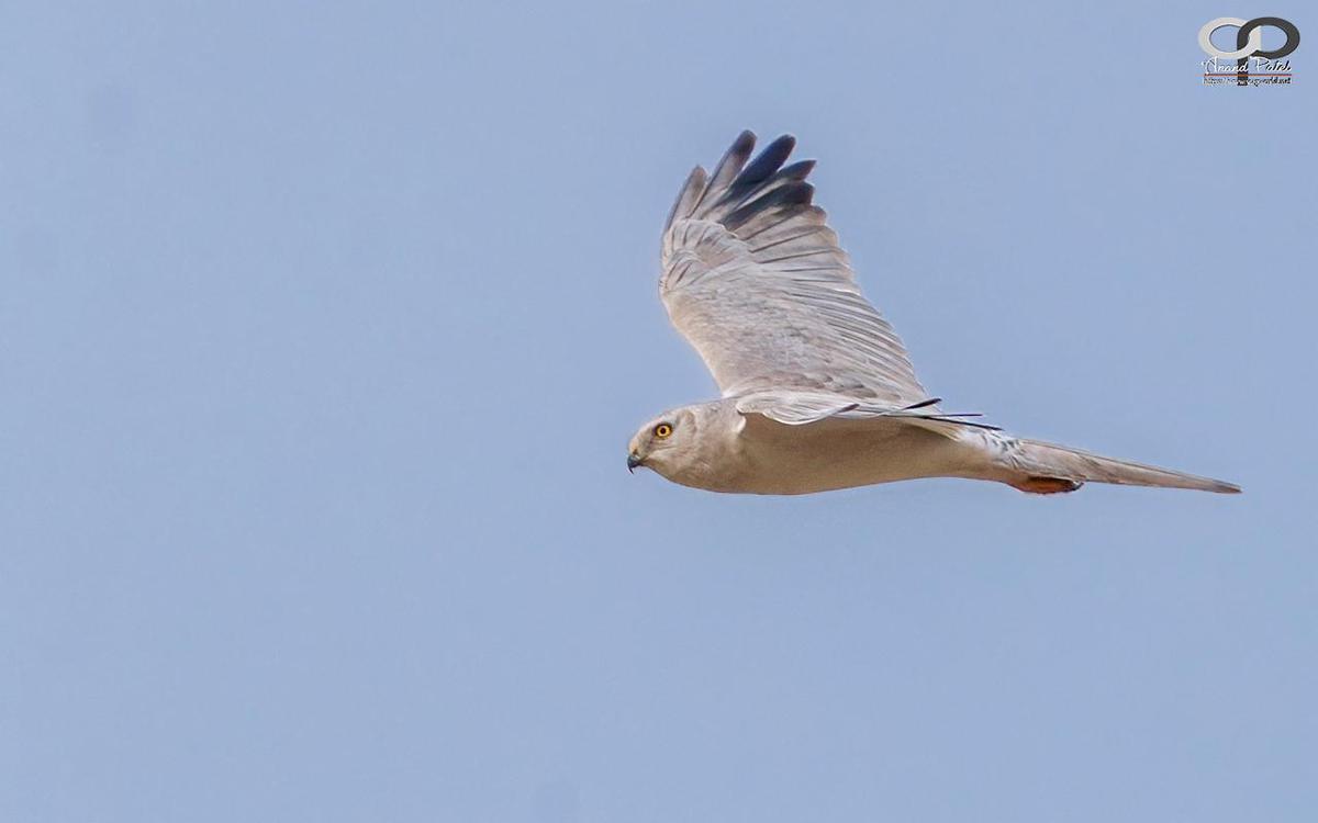 Image of Sky, Bird, Beak etc.