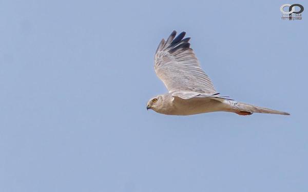 Image of Sky, Bird, Beak etc.
