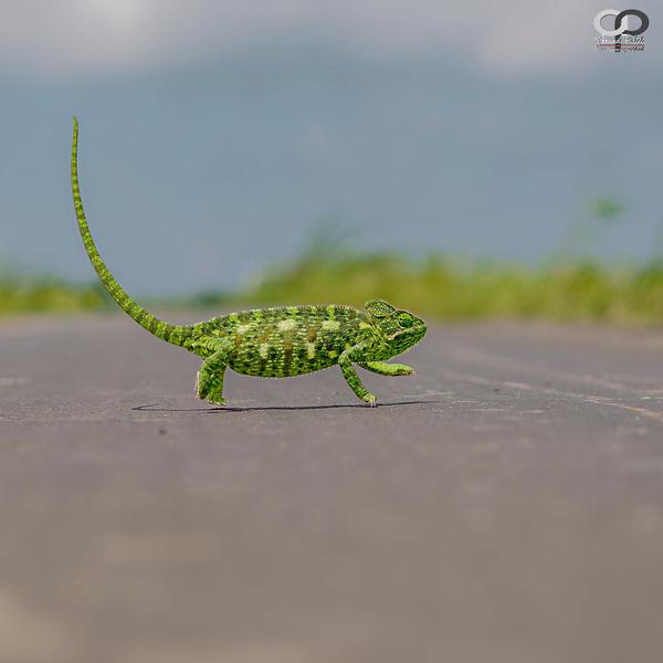 Image of Reptile, Green, Lizard, Scaled reptile, Chameleon, Common chameleon etc.