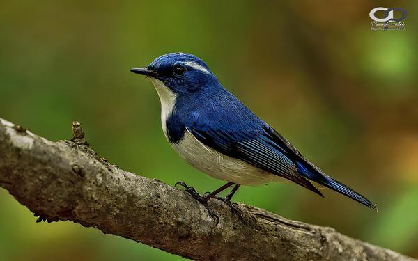 Image of Bird, Beak, Twig etc.