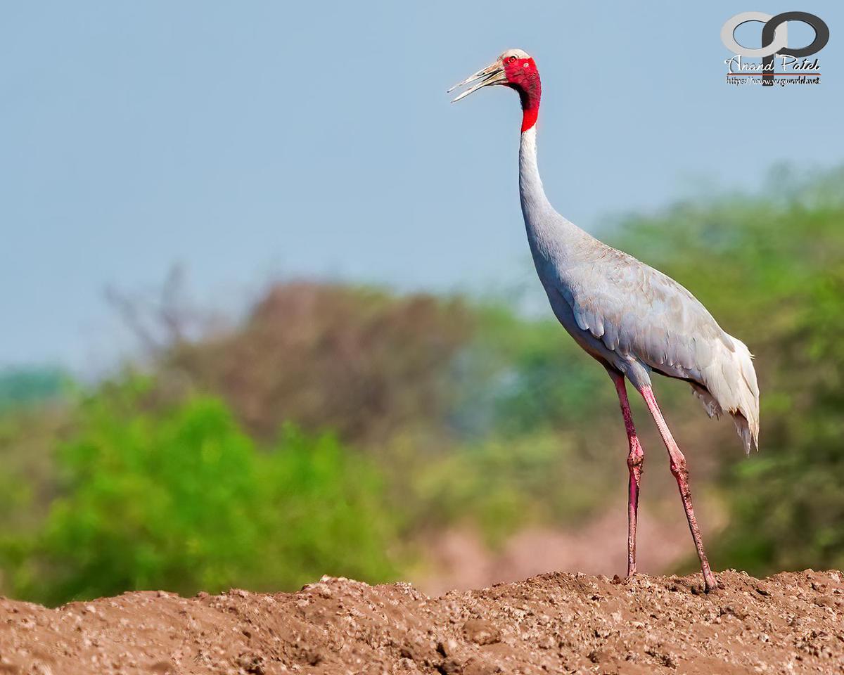 Image of Sky, Natural landscape, Plant, Bird, Beak, Feather etc.