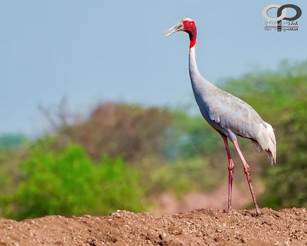 Image of Sky, Natural landscape, Plant, Bird, Beak, Feather etc.