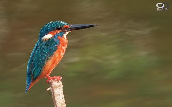 Image of Nature, Green, Adaptation, Organism, Vertebrate, Red etc.
