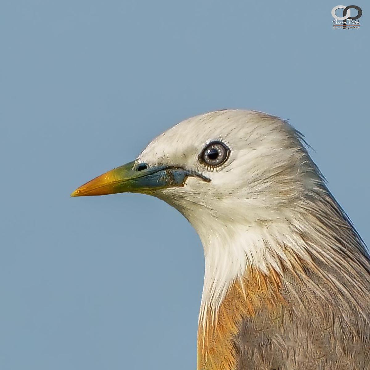 Image of Yellow, Organism, Vertebrate, Bird, Beak, Beauty etc.