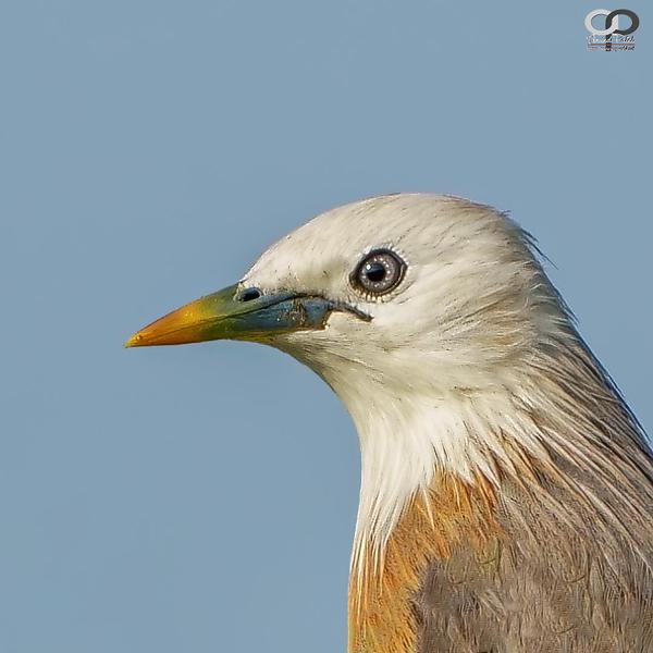 Image of Yellow, Organism, Vertebrate, Bird, Beak, Beauty etc.