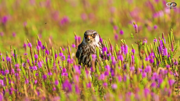 Image of Purple, Grassland, Plant, Flower, Bird, Beak etc.