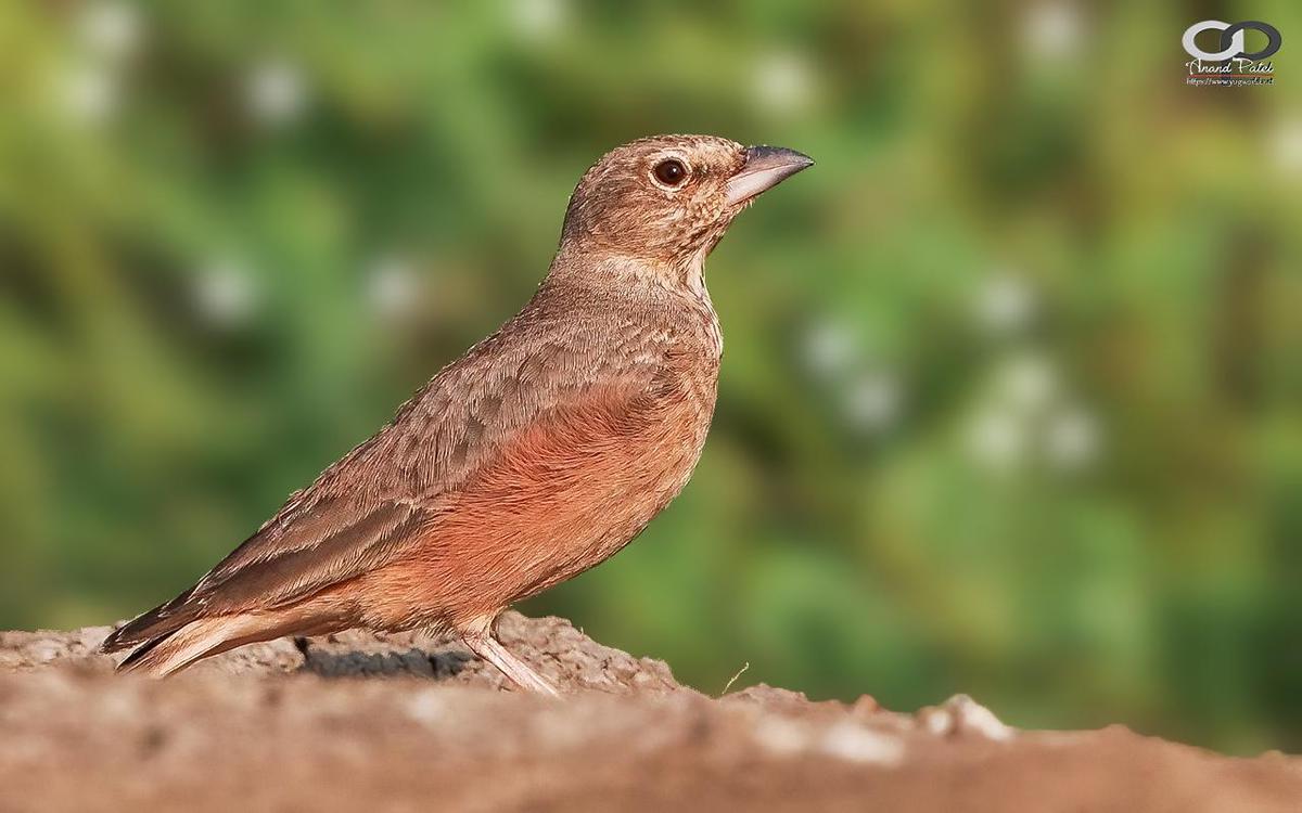 Image of Morning, Adaptation, Wildlife, Organism, Vertebrate, Terrestrial animal etc.