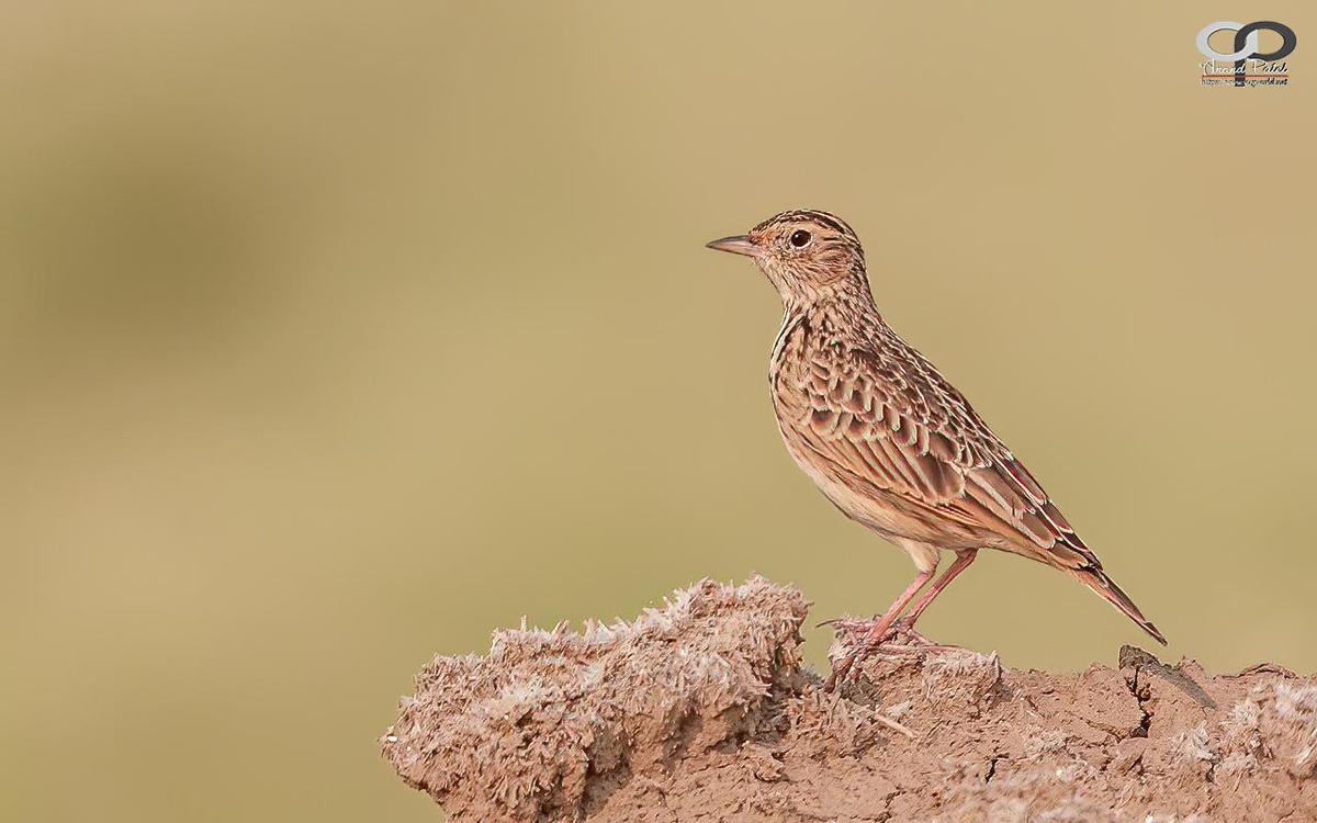 Image of Adaptation, Wildlife, Organism, Terrestrial animal, Bird, Beak etc.