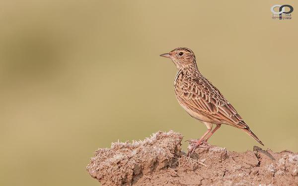 Image of Adaptation, Wildlife, Organism, Terrestrial animal, Bird, Beak etc.