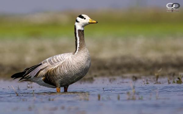 Image of Nature, Adaptation, Reflection, Vertebrate, Bird, Beak etc.
