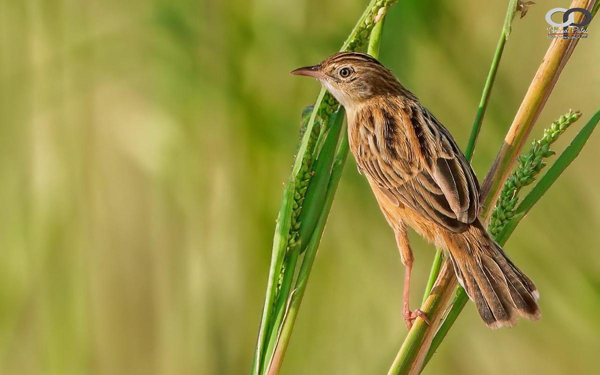 Image of Adaptation, Terrestrial animal, Bird, Beak, Grass family, Brown etc.