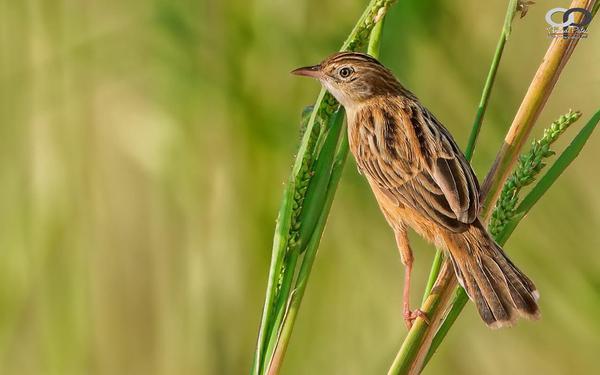 Image of Adaptation, Terrestrial animal, Bird, Beak, Grass family, Brown etc.