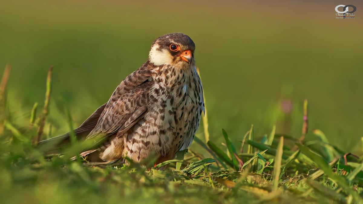 Image of Plant, Bird, Beak, Accipitridae, Feather, Falconiformes etc.