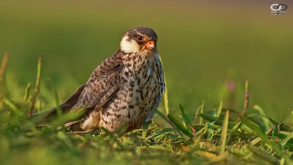 Image of Plant, Bird, Beak, Accipitridae, Feather, Falconiformes etc.