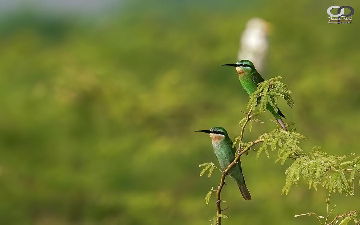 Image of Nature, Green, Photograph, Adaptation, Organism, Vertebrate etc.