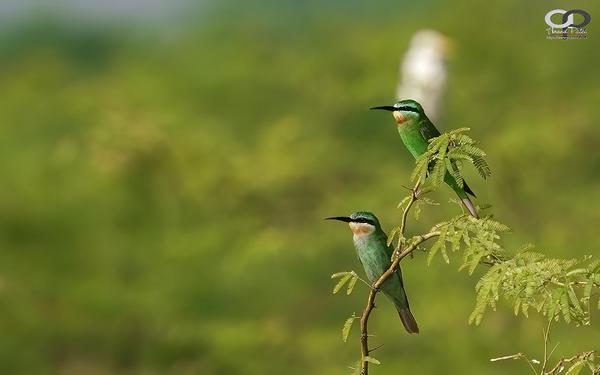 Image of Nature, Green, Photograph, Adaptation, Organism, Vertebrate etc.