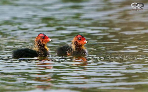 Image of Water, Organism, Bird, Beak, Neck, Waterfowl etc.