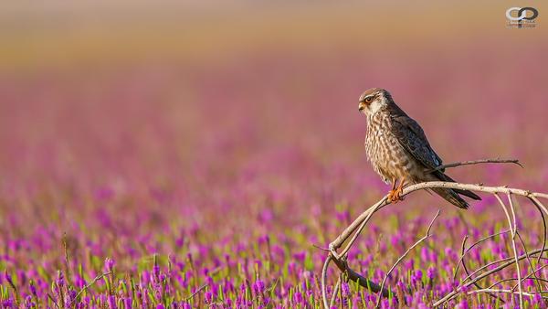 Image of Plant, Bird, Beak, Feather etc.