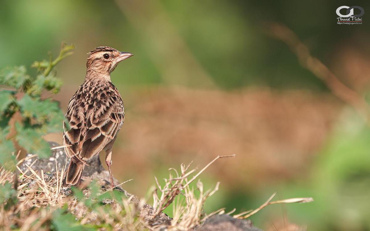 Image of Adaptation, Wildlife, Terrestrial animal, Bird, Beak, Brown etc.