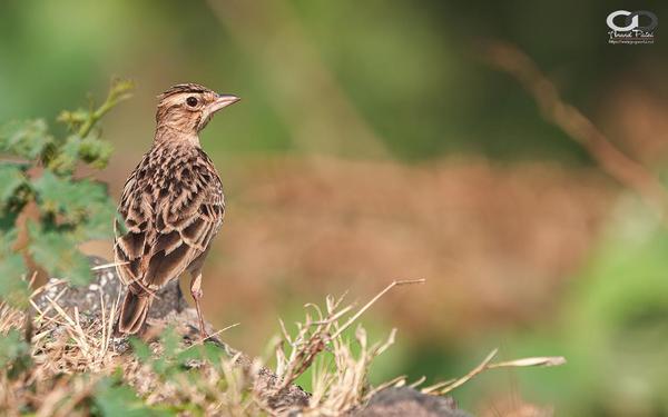 Image of Adaptation, Wildlife, Terrestrial animal, Bird, Beak, Brown etc.