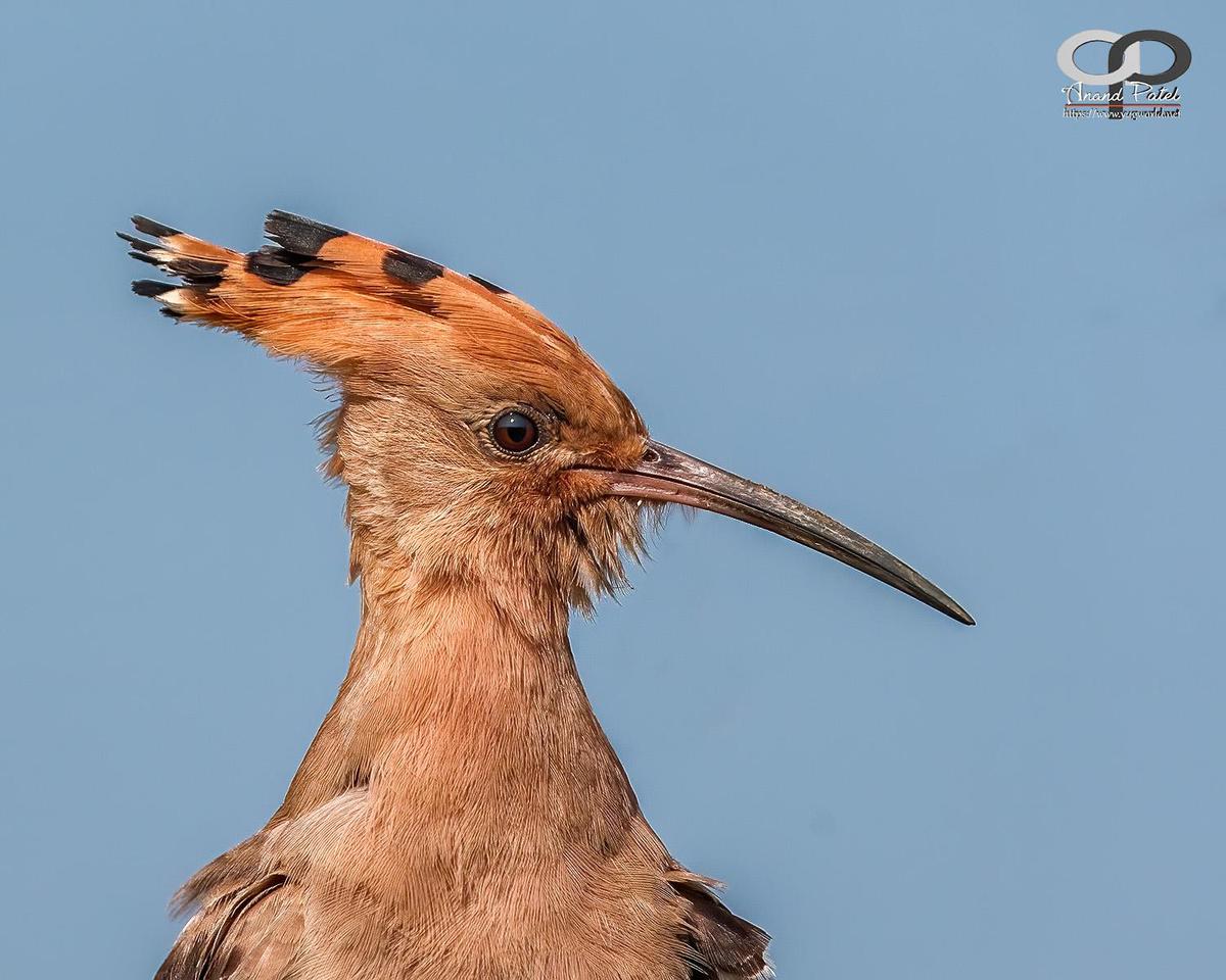 Image of Adaptation, Wildlife, Organism, Vertebrate, Bird, Beak etc.
