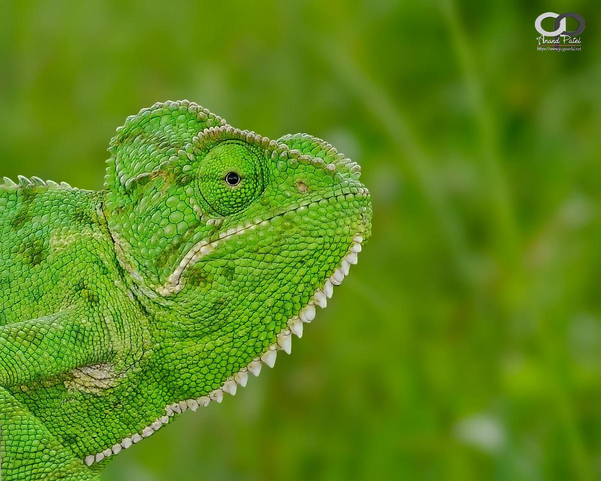 Image of Reptile, Green, Adaptation, Grass, Leaf, Iguania etc.