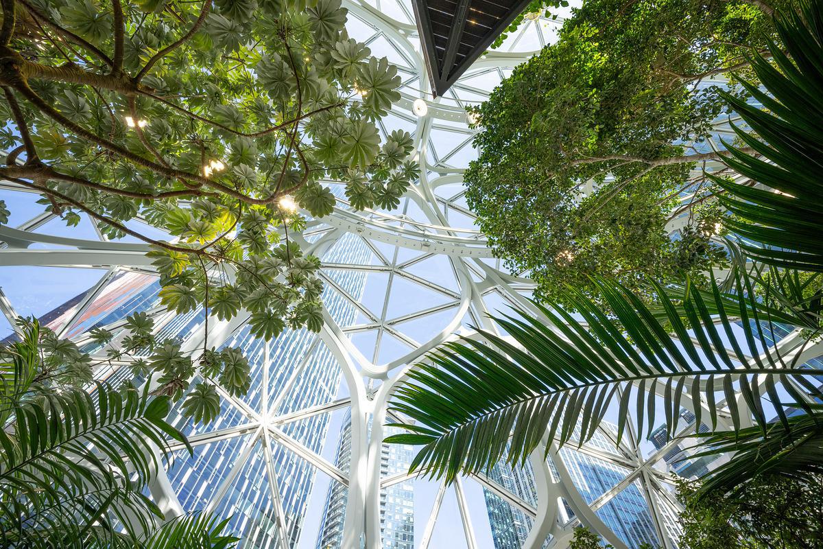Image of Sky, Tree, Branch, Vegetation, Biome, Terrestrial plant etc.