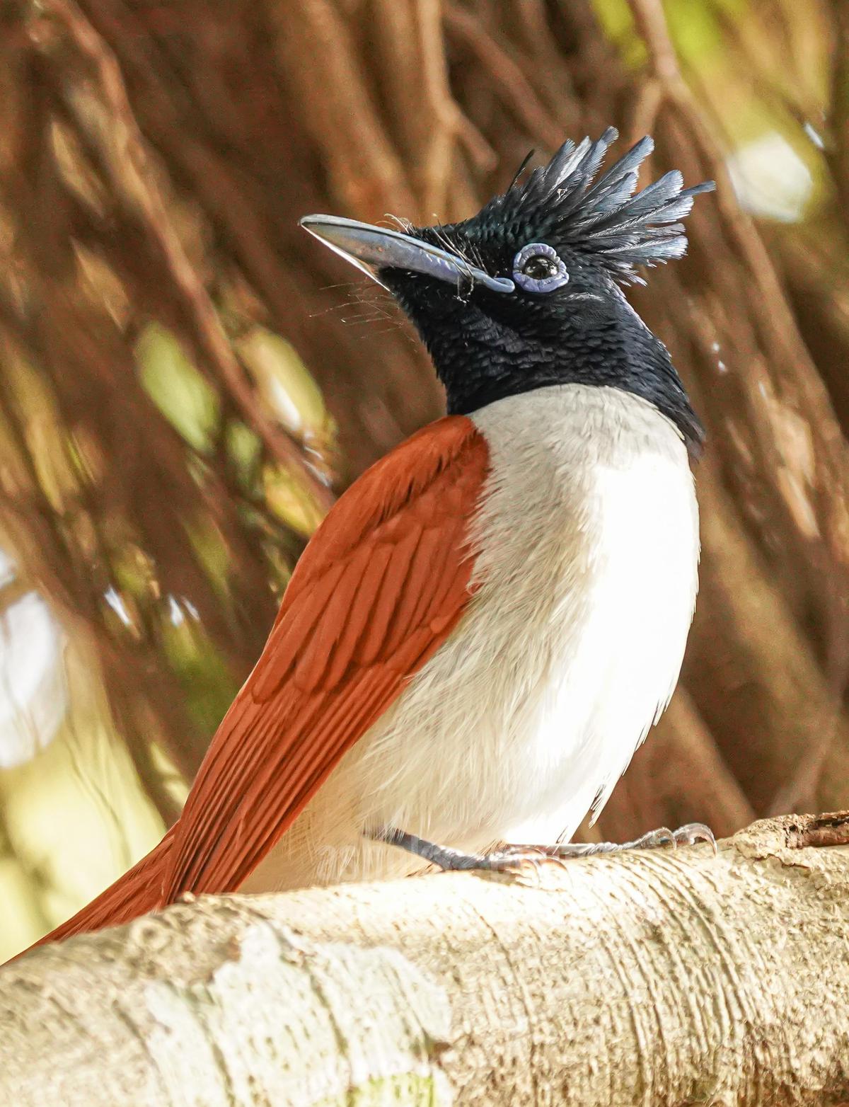 Image of Bird, Beak, Wood, Feather etc.