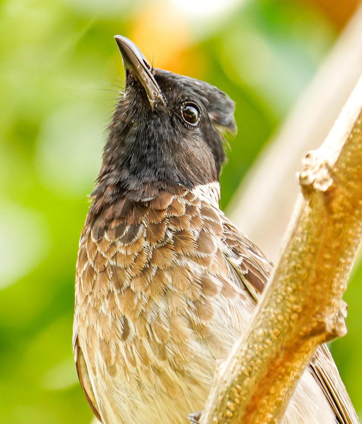 Image of Bird, Beak, Eye, Feather, Twig etc.