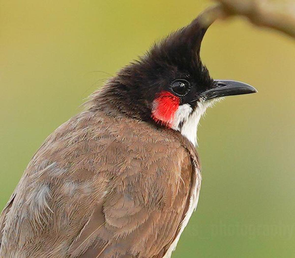 Image of Bird, Beak, Neck, Feather etc.