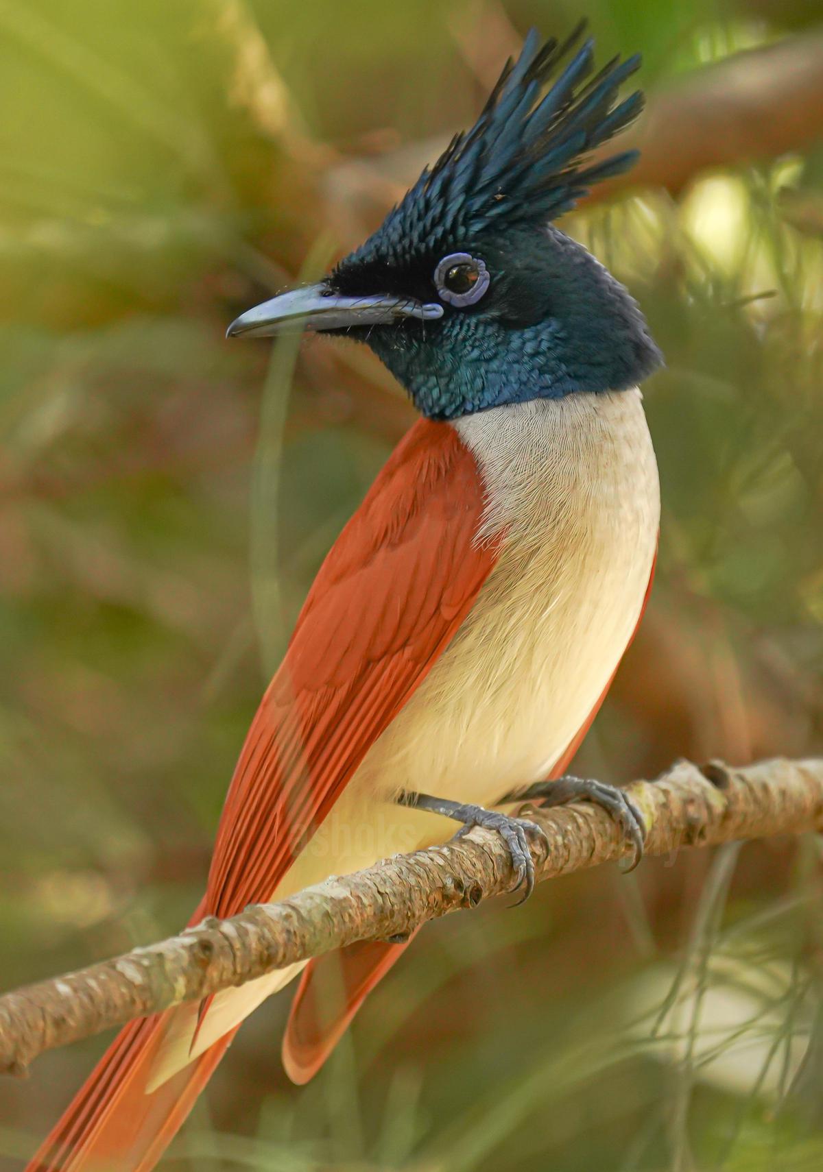 Image of Bird, Beak, Eye, Feather etc.