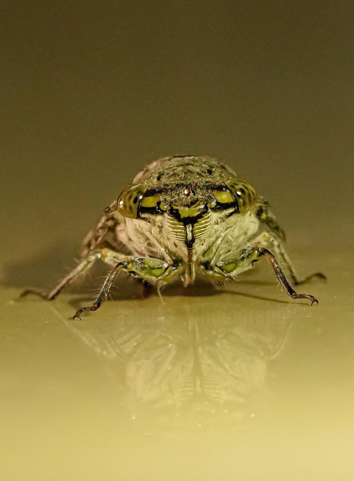 Image of Eye, Insect, Arthropod, shield bugs etc.