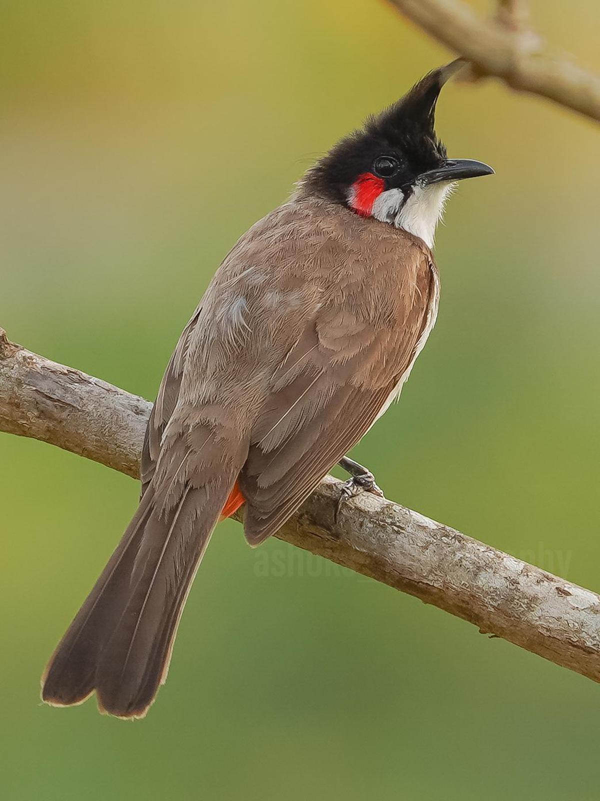 Image of Bird, Beak etc.