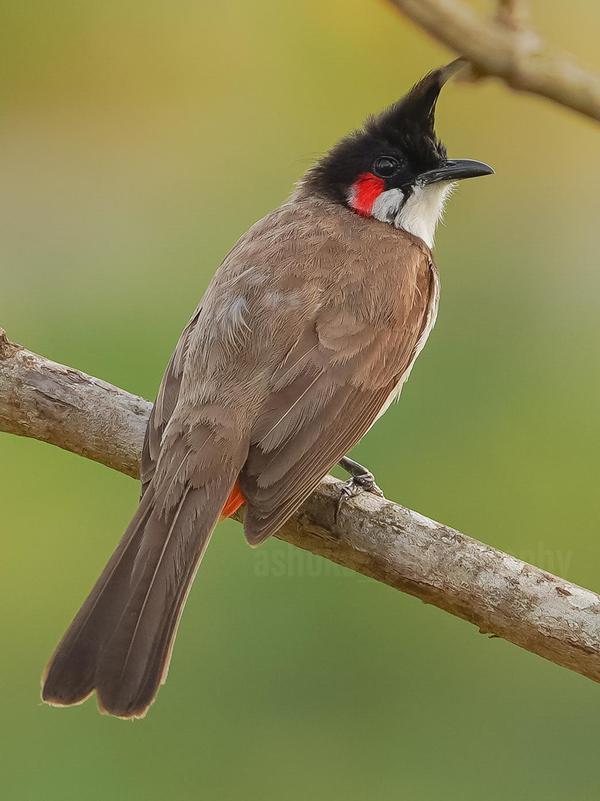 Image of Bird, Beak etc.