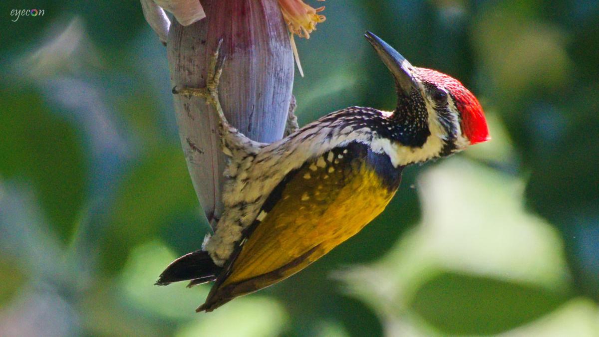 Image of Piciformes, Feather, Plant, Beak, Nature, Bird etc.