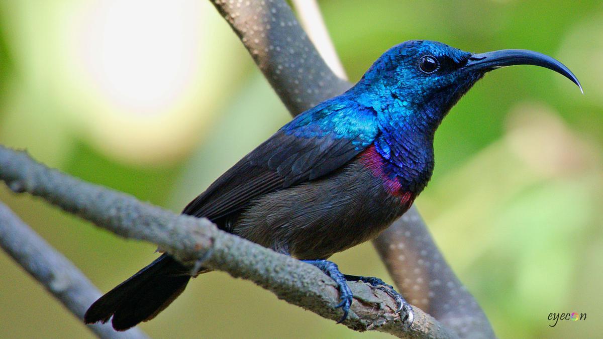 Image of Plant, Bird, Beak, Feather etc.