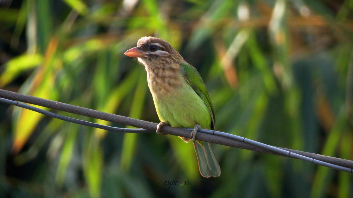 Image of Feather, Wood, Plant, Twig, Branch, Beak etc.