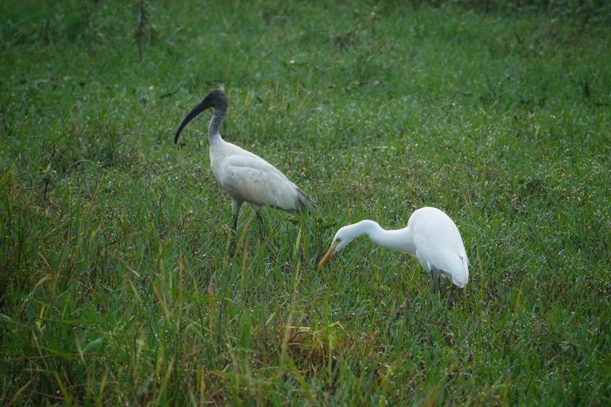 Image of Grassland, Ecoregion, Adaptation, Nature reserve, Natural landscape, Beak etc.