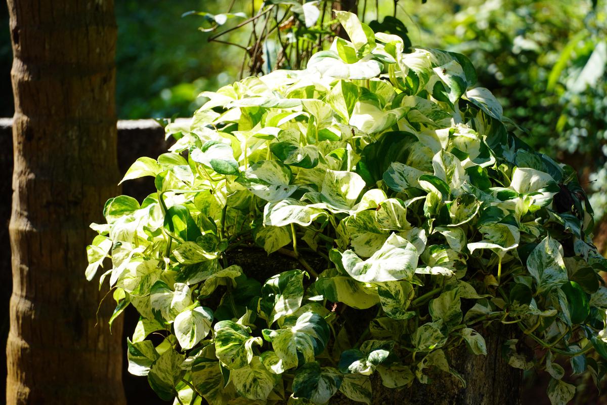 Image of Plant, Flower, Leaf, Flowering plant etc.