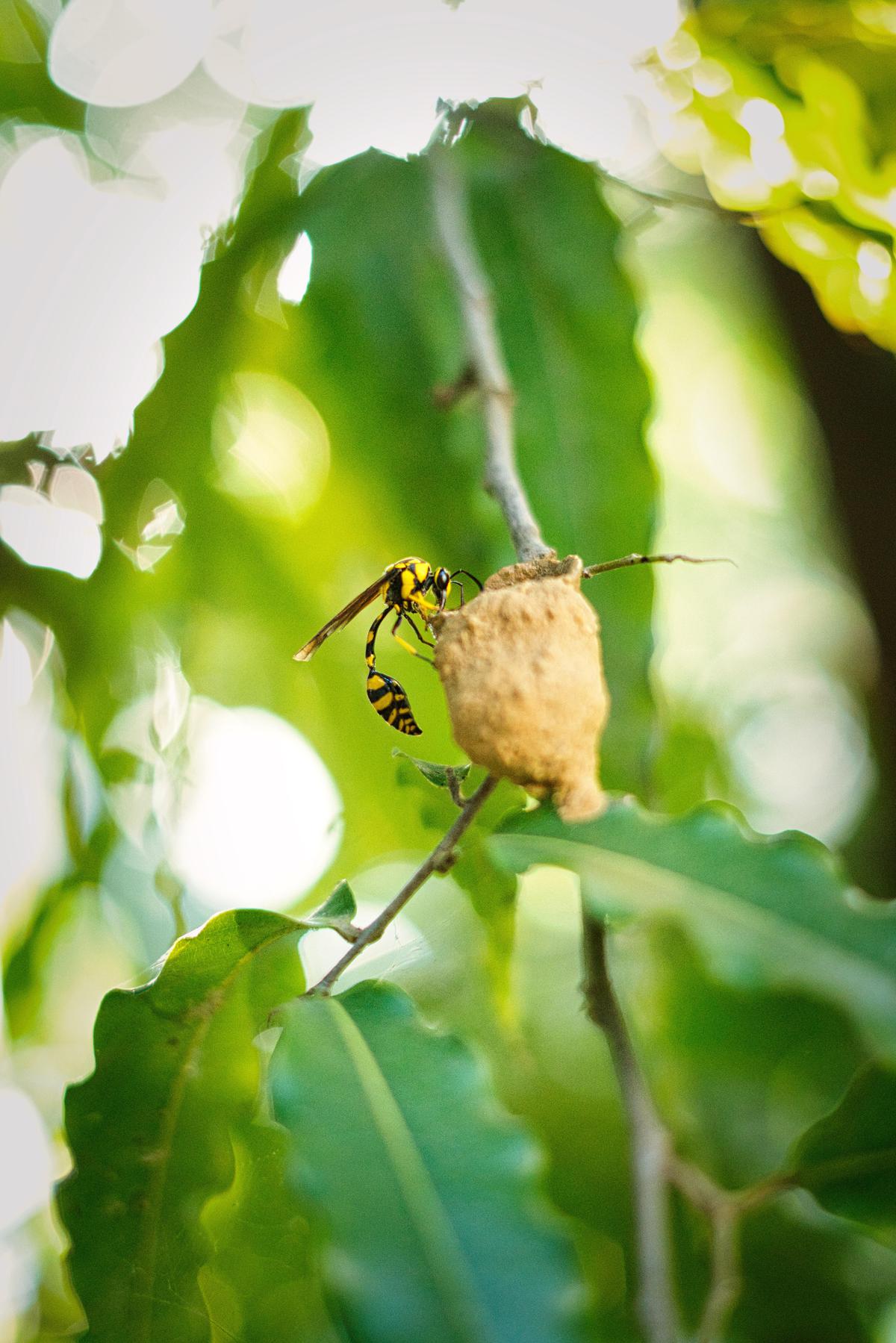 Image of Green, Leaf, Insect etc.