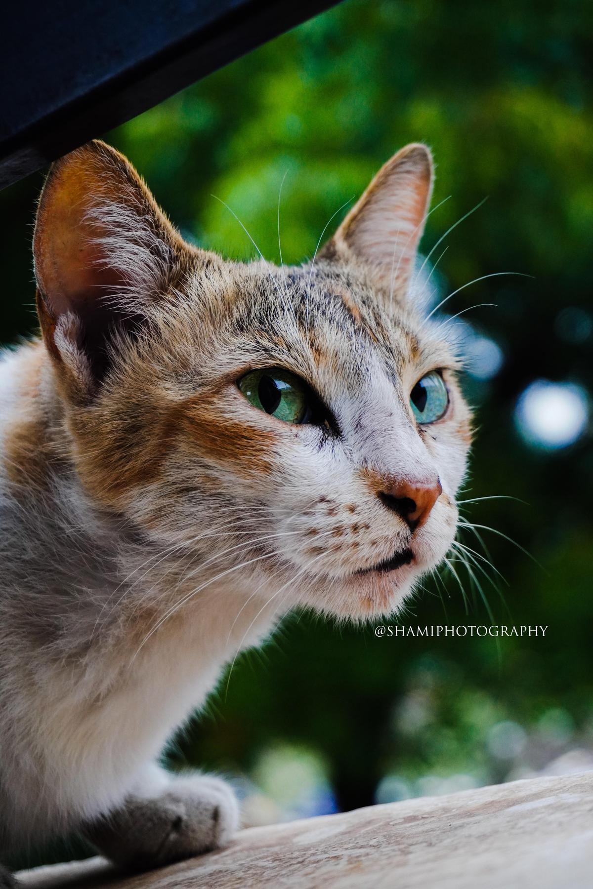 Image of Tree, Felidae, Plant, Eye, Fawn, Carnivore etc.