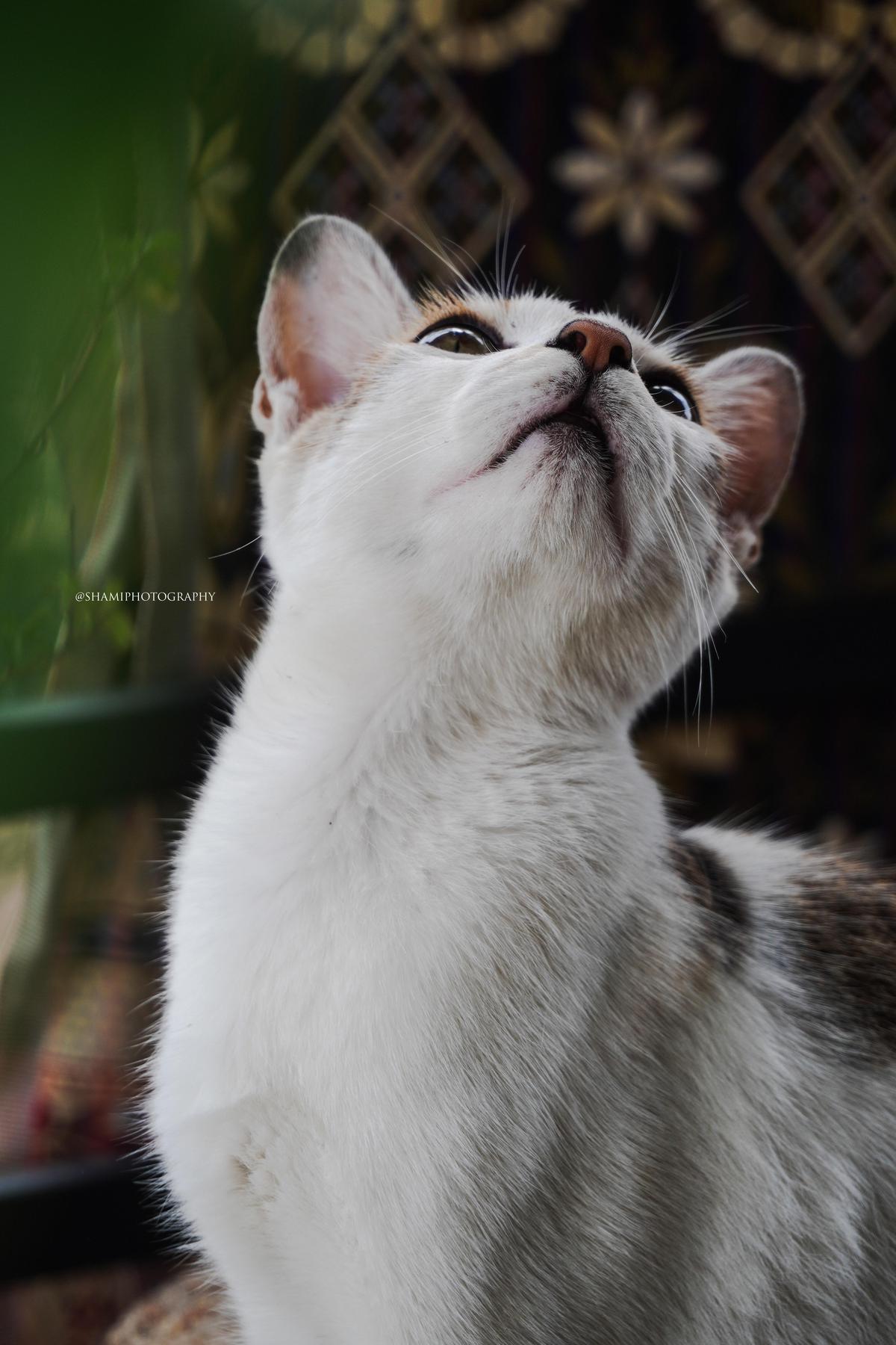 Image of Felidae, Carnivore, Cat, Small to medium-sized cats, Whiskers etc.