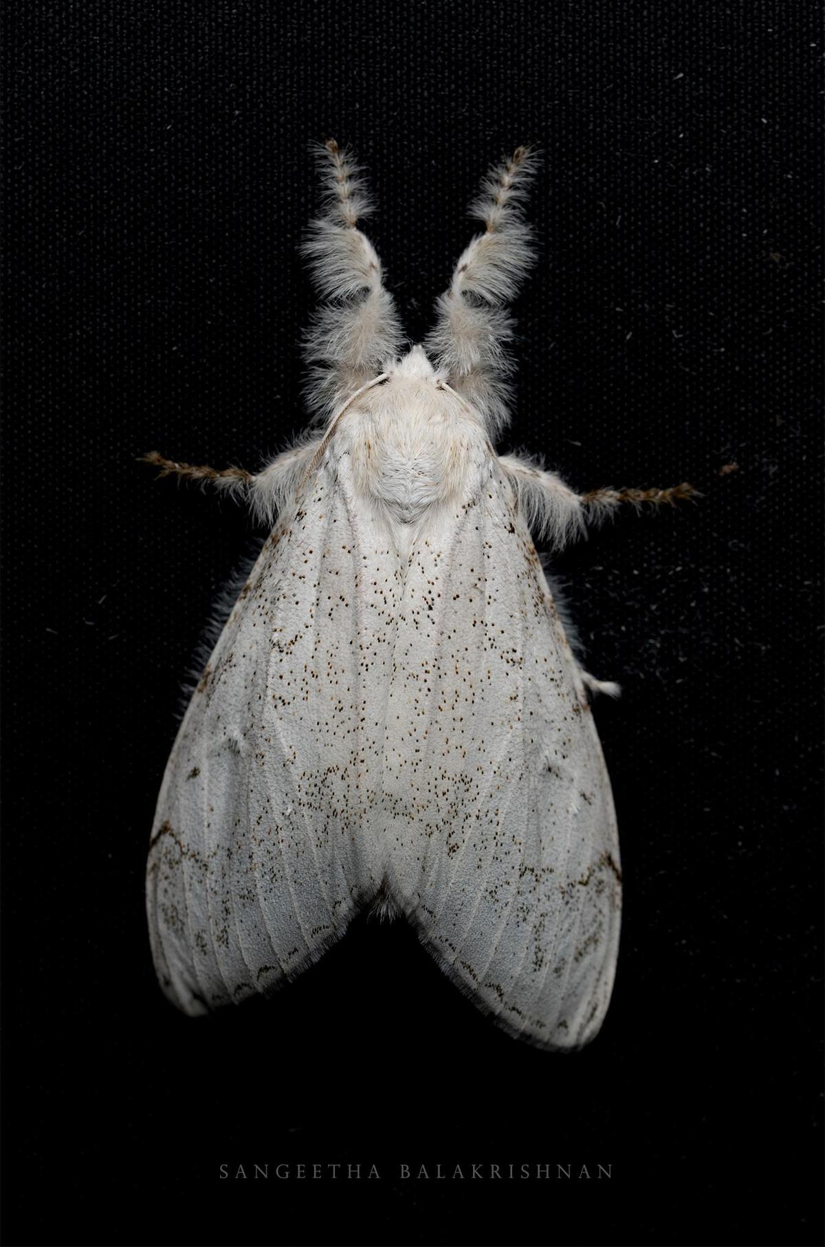 Image of Insect, Invertebrate, Moths and butterflies, Moth, Lymantria dispar dispar, Bombyx mori etc.