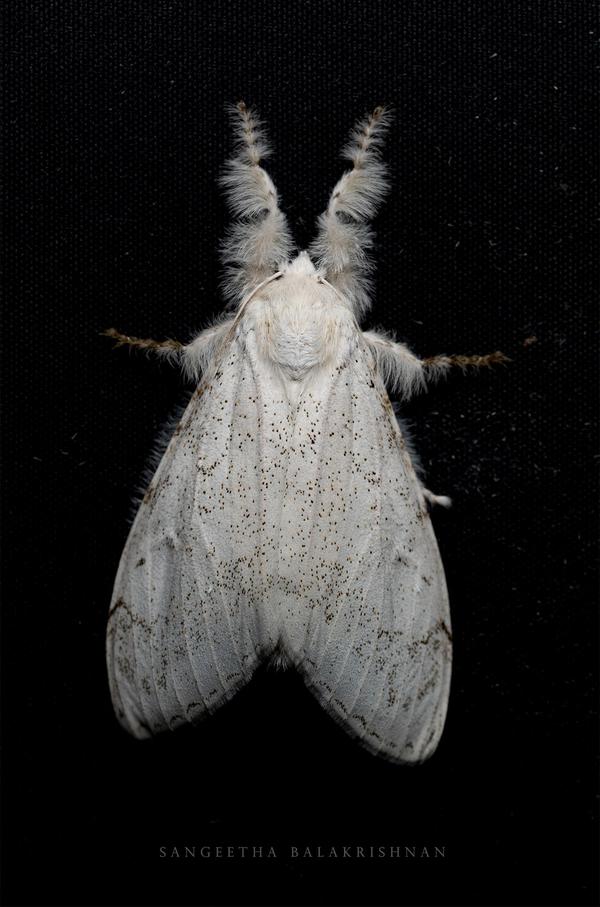 Image of Insect, Invertebrate, Moths and butterflies, Moth, Lymantria dispar dispar, Bombyx mori etc.
